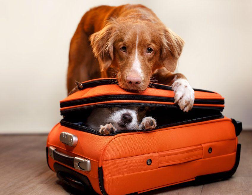 pies w walizce
