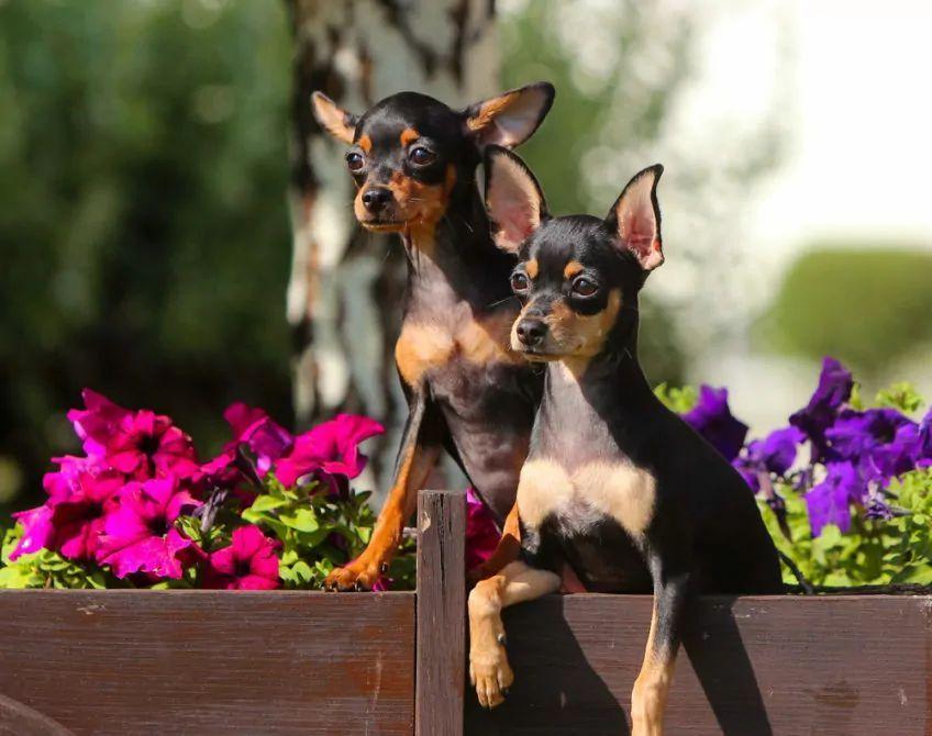 Dwa psy rasy Rosyjski toy siedzą pośród kwiatów