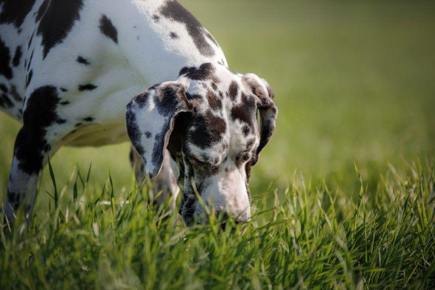 Pies wącha trawę