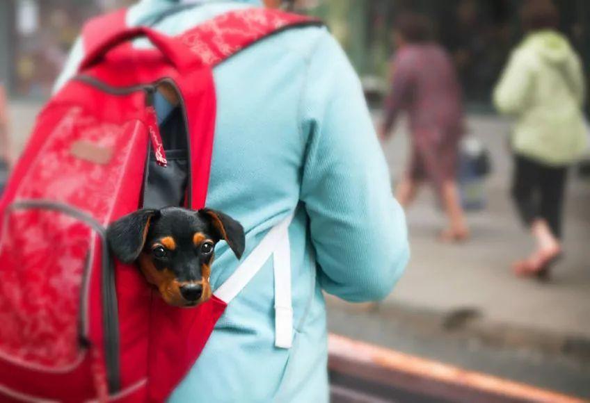 Pies w czerwonym plecaku