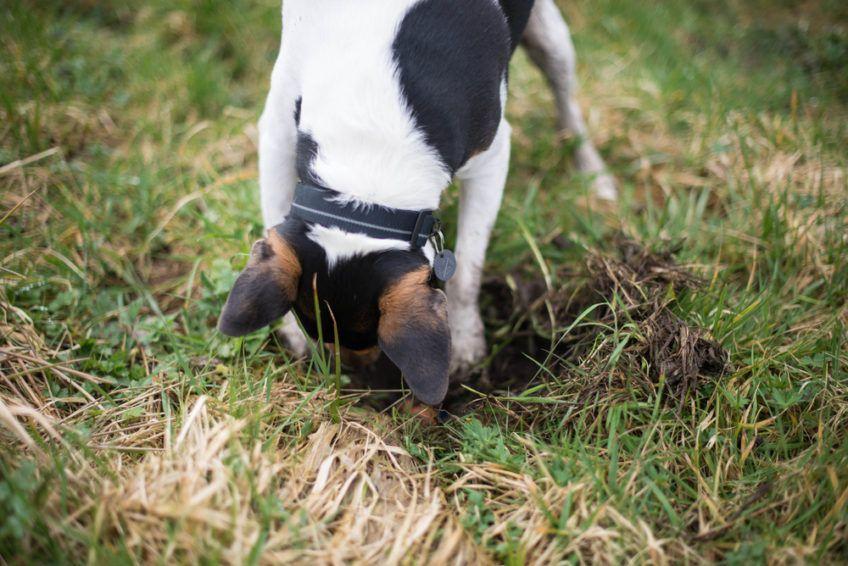 Pies wykopuje dziurę w trawie