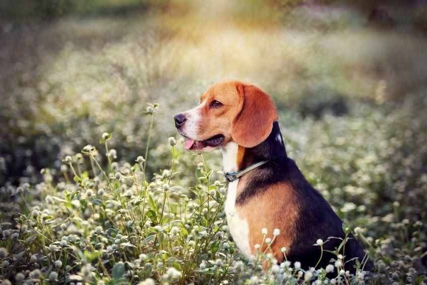 beagle w trawie