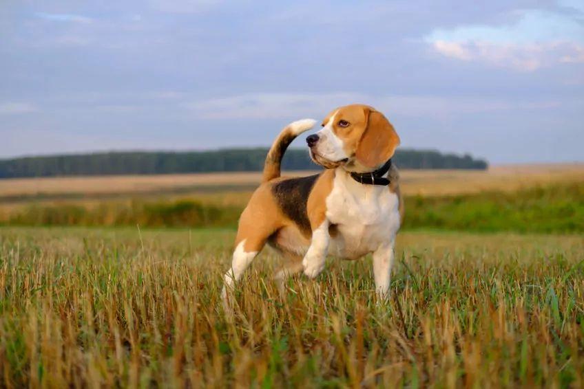 Beagle stoi na trawie rasy psów