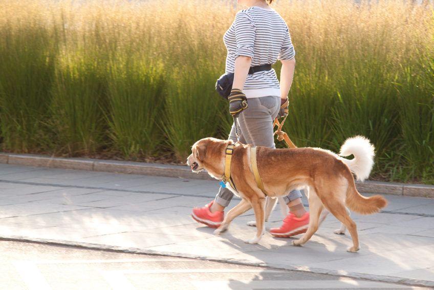 Kobieta spaceruje z dwoma psami