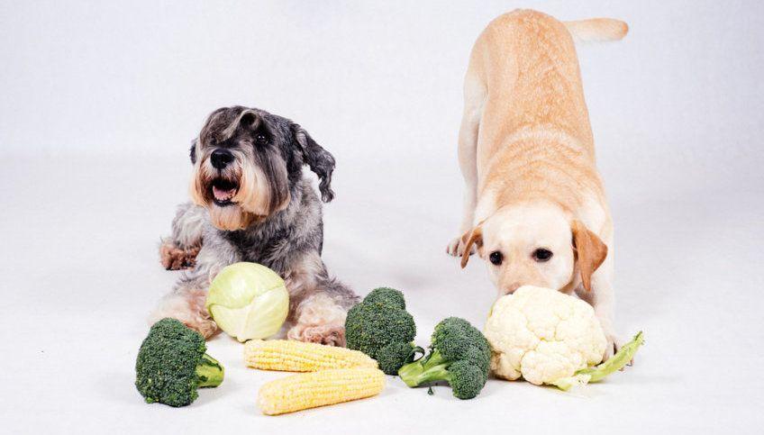 psy z warzywami