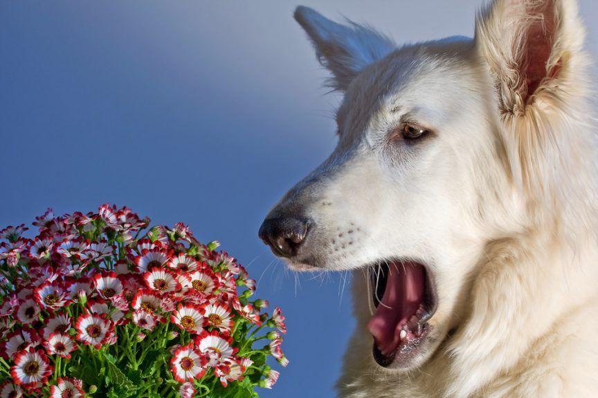 pies i kwiat
