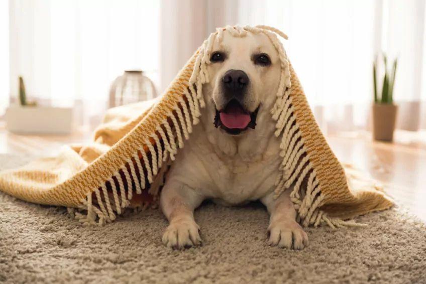 pies z kocem leży na dywanie