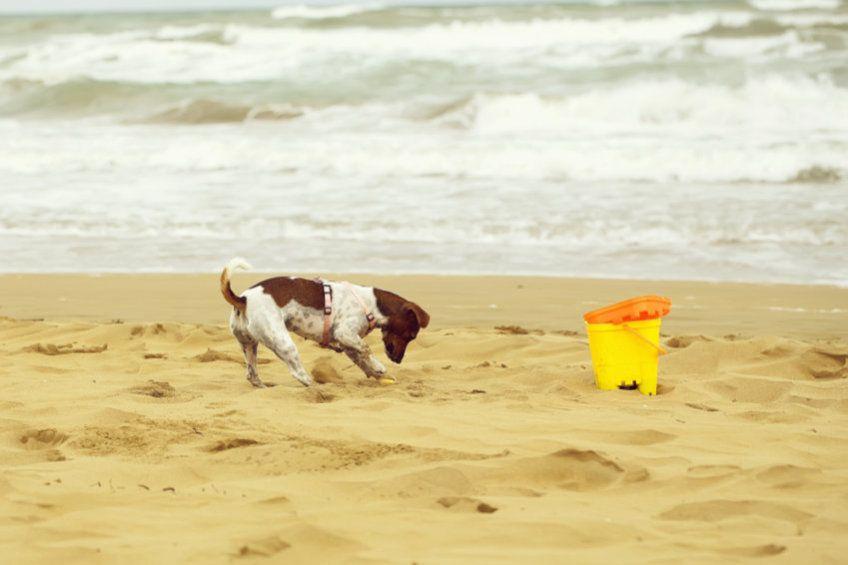pies na plaży