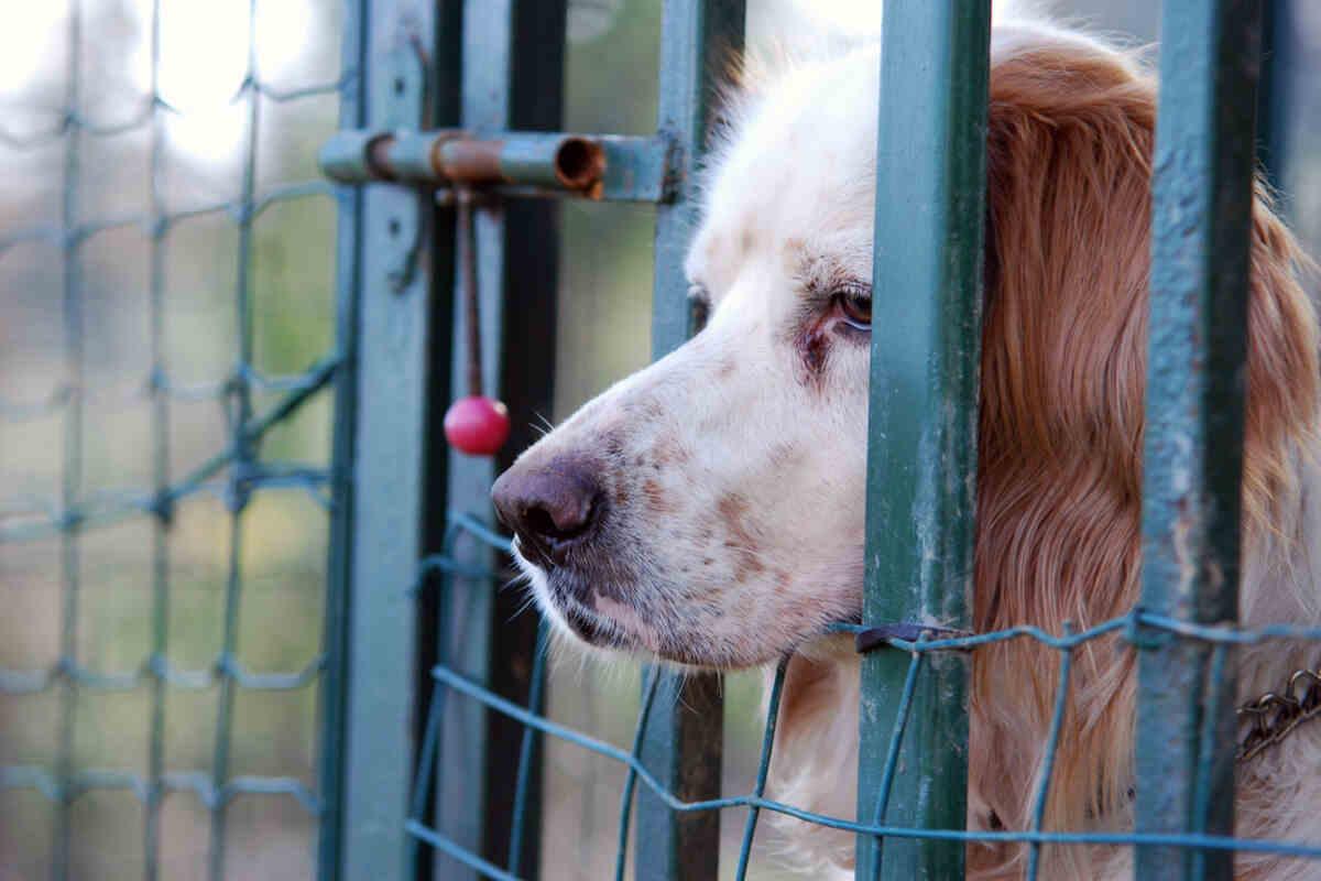 smutny pies patrzący przez ogrodzenie podrówka