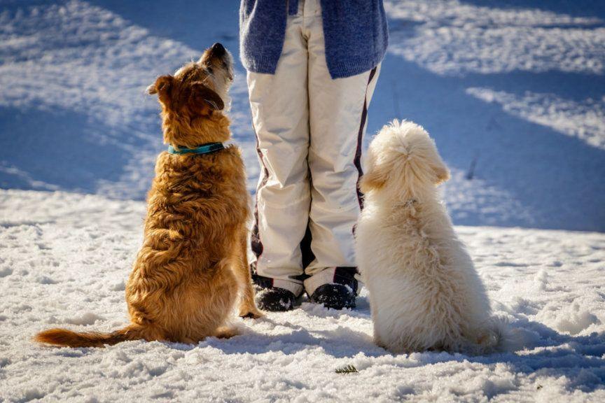Jak wychować psa? Psy uczą się w zimie