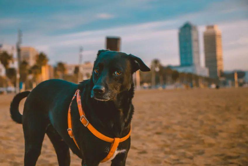 pies na plaży w Hiszpanii 