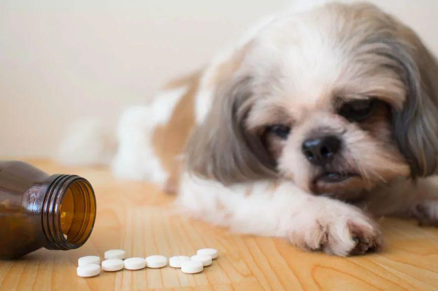 Ludzkie leki dla psa