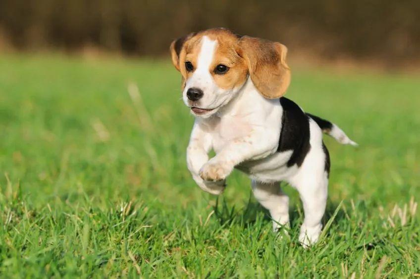 Biegnący szczeniak beagle'a