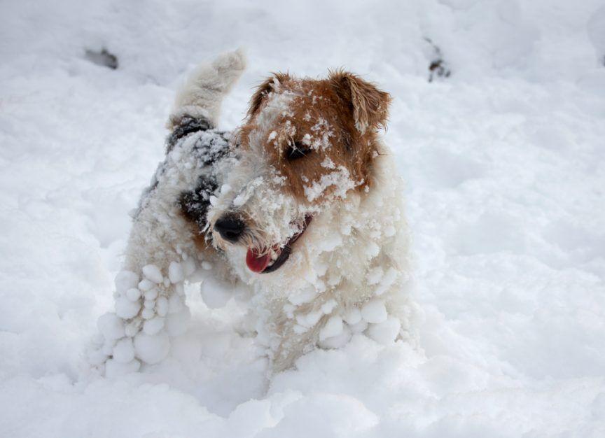 Pies w śniegu