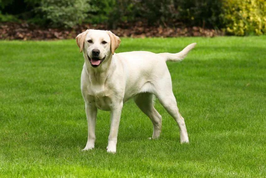 Labrador Retriever na trawie pozuje do zdjęcia rasy psów