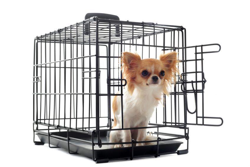 Chihuahua w klatce