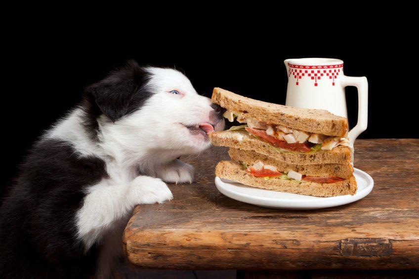 Pies zjada kanapkę