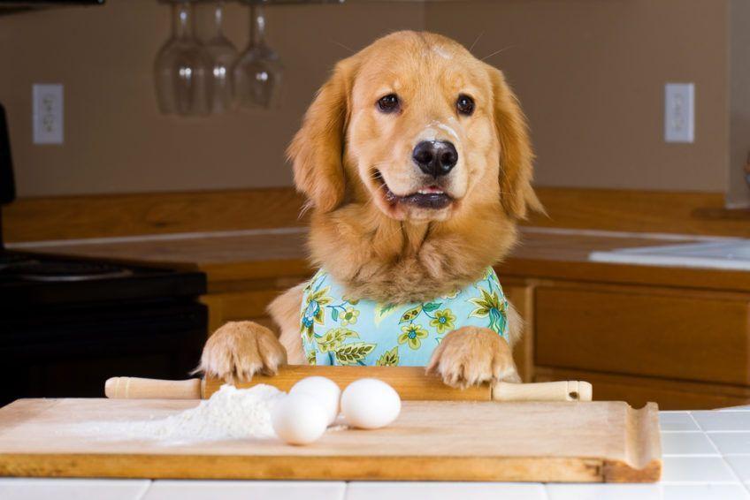 Golden Retriever w kuchni chce przygotować posiłek z jajek i mąki