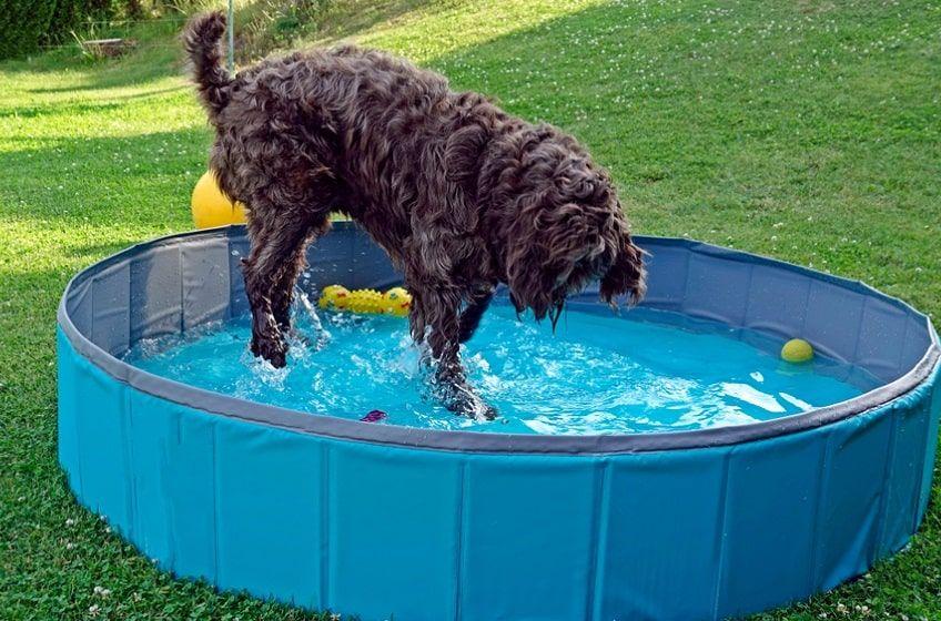 składany basen dla psa