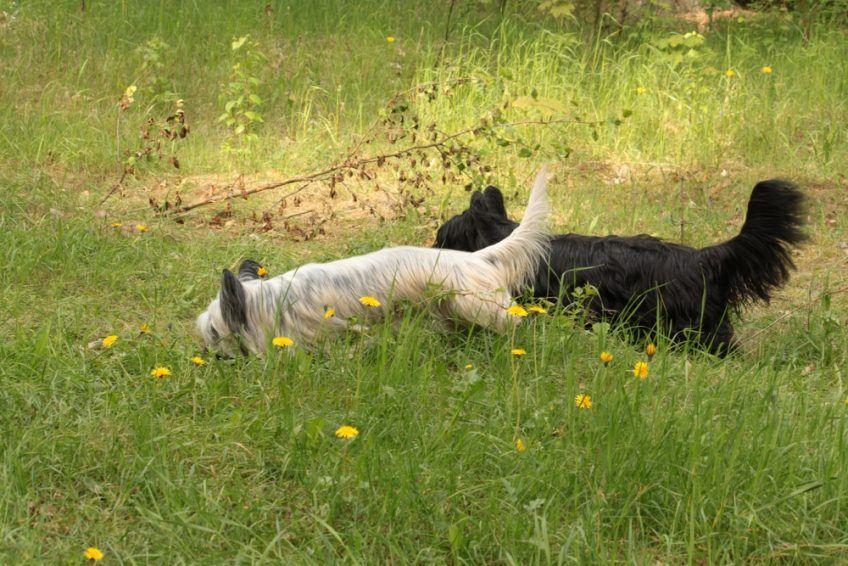Jasny i czarny skye terrier buszujące w trawie
