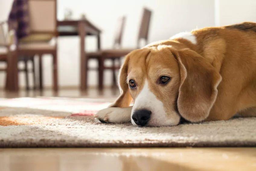 smutny beagle