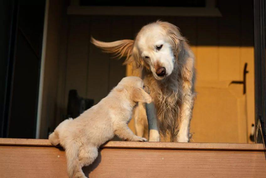 starszy pies i szczeniak