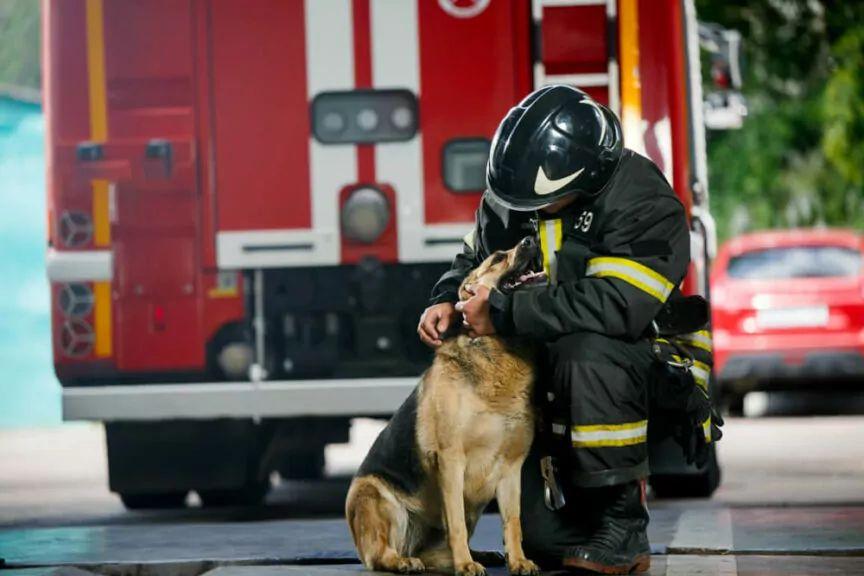 pies uratował z pożaru
