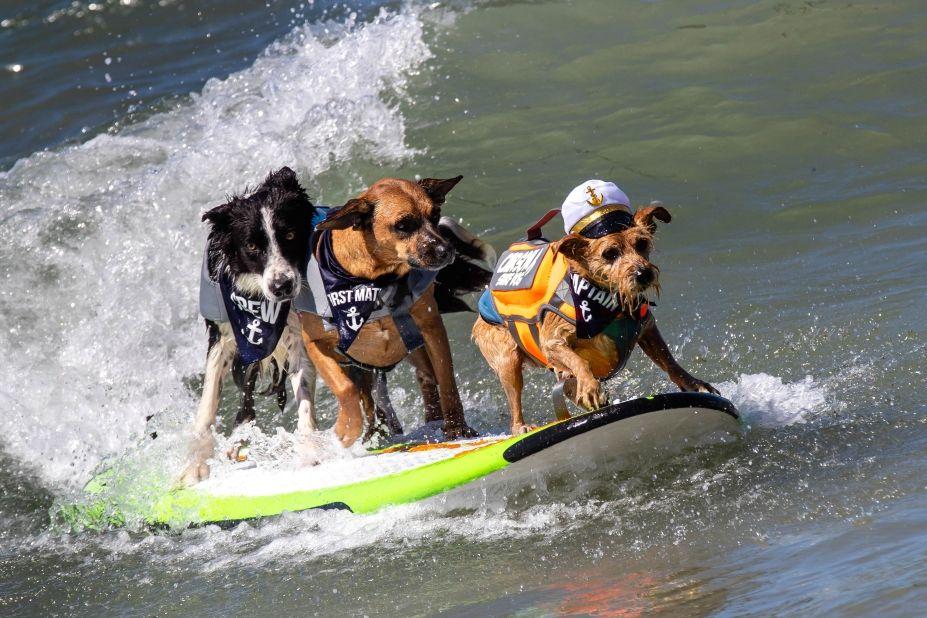 surfujące psy