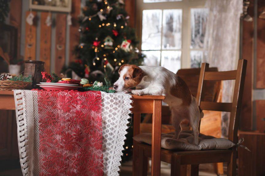 świąteczny stół dla psa