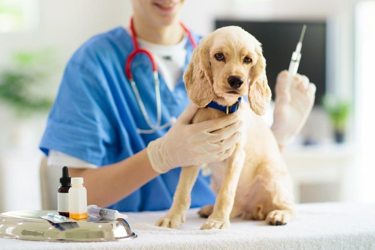 szczepienia psów