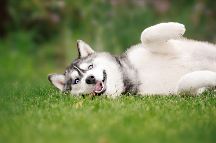 szczęśliwy pies leży na trawie