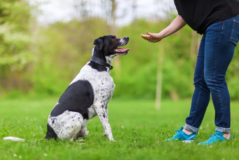 szkolenie psa dla niesłyszących