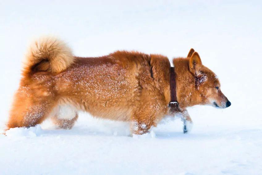 Szpic fiński idący przez głęboki śnieg