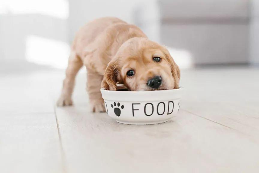 żywienie szczeniąt tłuszcze w diecie psa