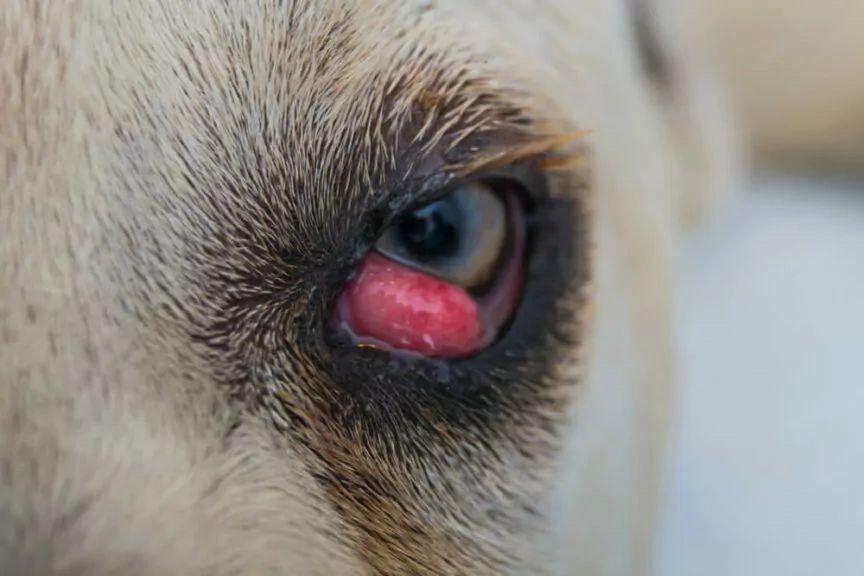 wiśniowe oko u psa trzecia powieka cherry eye
