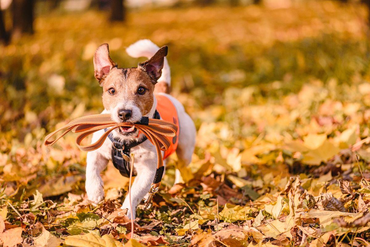urozmaicić jesienny spacer z psem