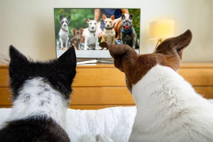 co pies widzi w telewizorze