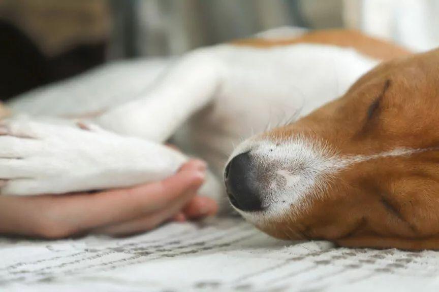 weterynarze odmawiają leczenia psów za darmo