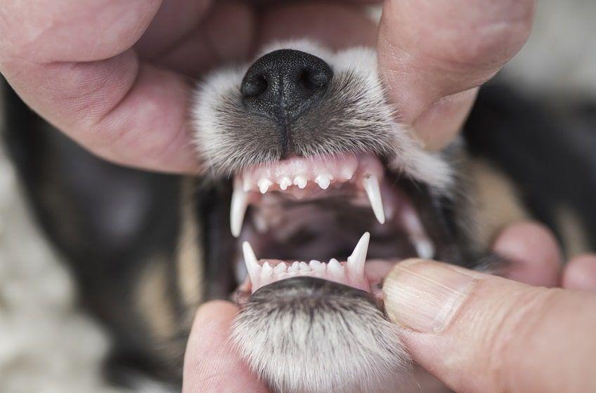 wiek psa po zębach