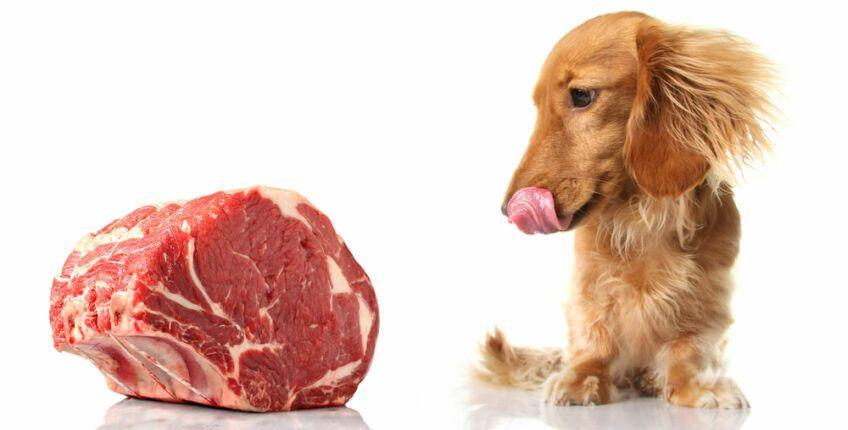 Czy pies może jeść wieprzowinę
