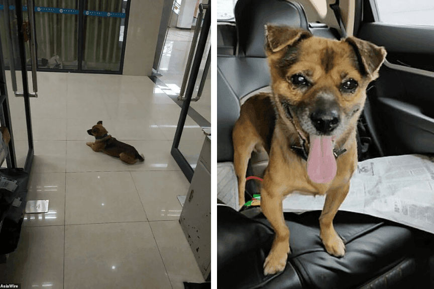 Xiao Bao, pies przez trzy miesiące czekał w szpitalu na opiekuna