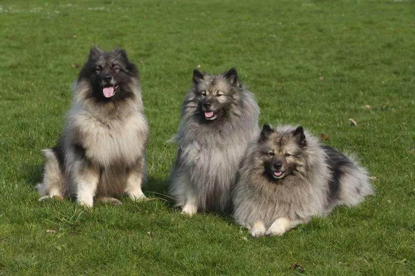 Trzy szpice wilcze na trawie