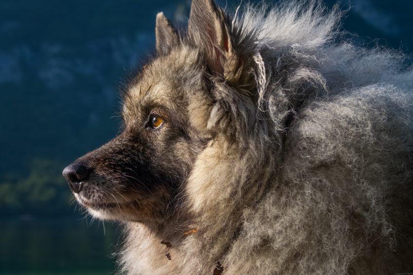 Portret szpica wilczego z profilu