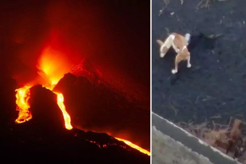 Erupcja wulkanu w Hiszpanii uwięziła trzy psy. Operatorzy drona próbują je uratować