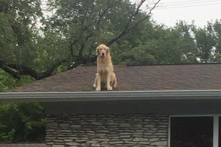 Pies na dachu