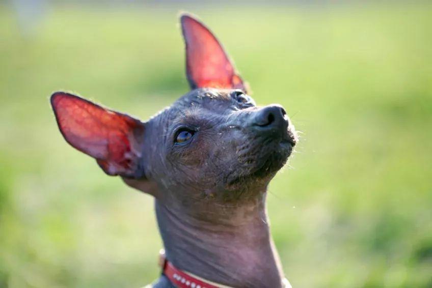 Portret nagiego psa meksykańskiego