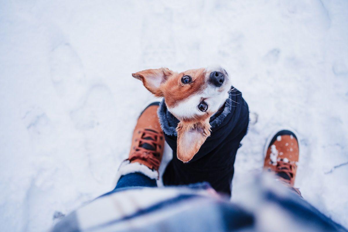 za zimno na spacer z psem.jpg