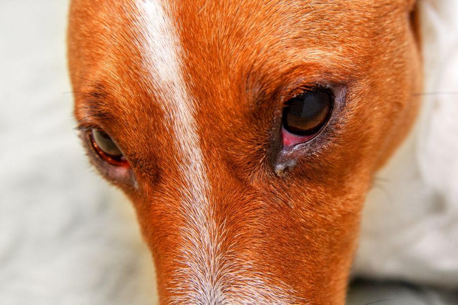 zaczerwienione oczy u psa
