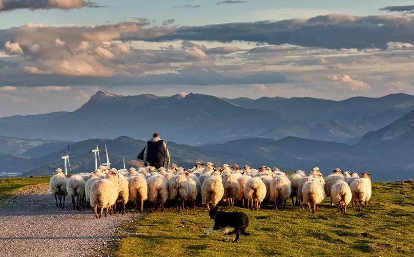 zaganianie owiec