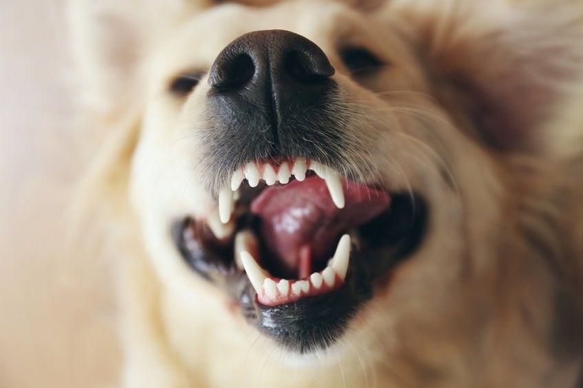 zdrowe psie zęby-min.jpg